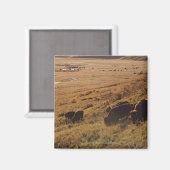 Sunrise On Bison Magneet (Voorkant / Achterkant)