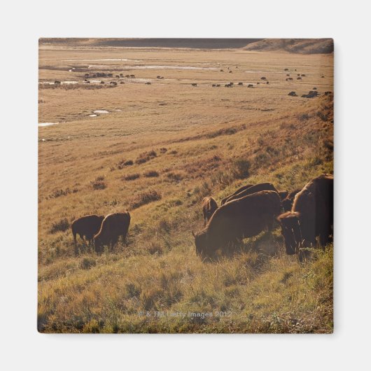 Sunrise On Bison Magneet (Voorkant)