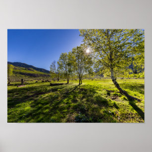 Sunrise op een weide vol schapen poster