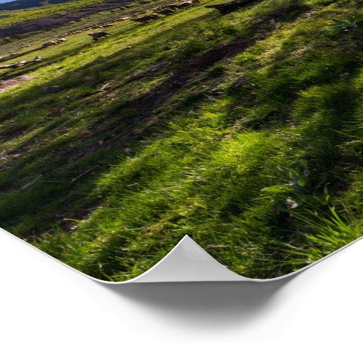 Sunrise op een weide vol schapen poster (Hoek)