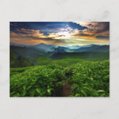 Sunrise over het Boerderij van Tea Briefkaart (Voorkant)