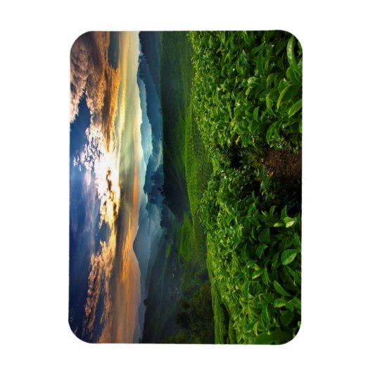 Sunrise over het Boerderij van Tea Magneet (Verticaal)