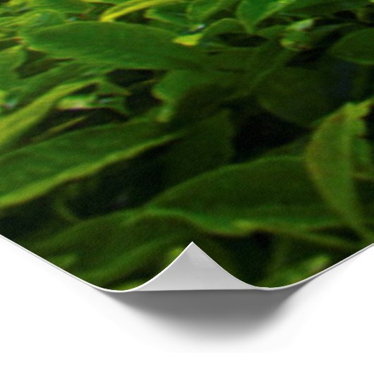 Sunrise over het Boerderij van Tea Poster (Hoek)