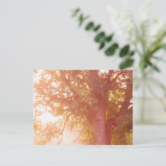 Sunrise Photo Sugar Maple Tree Briefkaart (Staand voorkant)