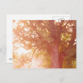 Sunrise Photo Sugar Maple Tree Briefkaart (Voorkant / Achterkant)