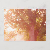 Sunrise Photo Sugar Maple Tree Briefkaart (Voorkant)