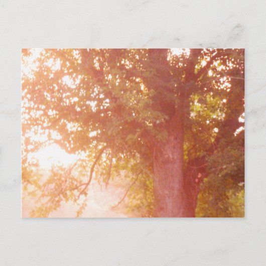 Sunrise Photo Sugar Maple Tree Briefkaart (Voorkant)