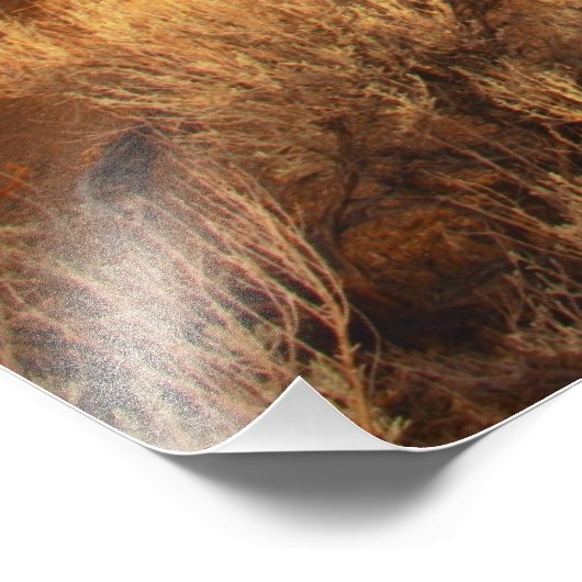 Sunrise Rainbow Foto Afdruk (Hoek)