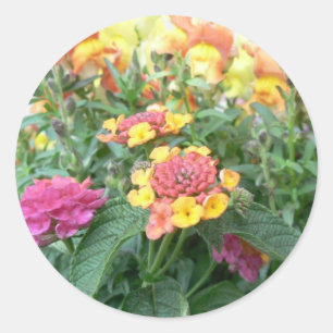 Sunrise Roos Lantana Ronde Sticker