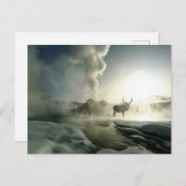 Sunrise Silhouette van Elk bij Castle Geyser Briefkaart (Voorkant / Achterkant)