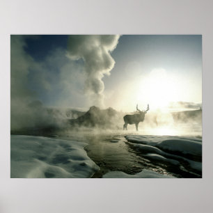 Sunrise Silhouette van Elk bij Castle Geyser Poster