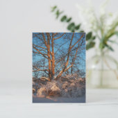 Sunrise, Snow en Sycamore Briefkaart (Staand voorkant)