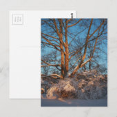 Sunrise, Snow en Sycamore Briefkaart (Voorkant / Achterkant)