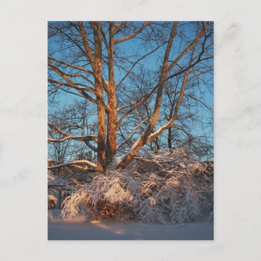 Sunrise, Snow en Sycamore Briefkaart (Voorkant)