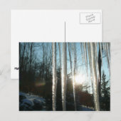 Sunrise Through Icicles Winter Natuur Fotografie Briefkaart (Voorkant / Achterkant)
