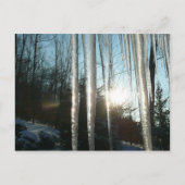 Sunrise Through Icicles Winter Natuur Fotografie Briefkaart (Voorkant)
