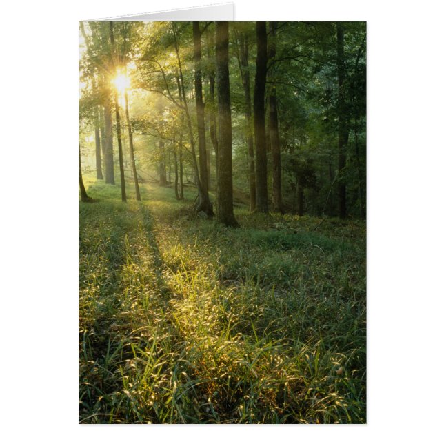Sunrise through oak and hickory forest, Mammoth (Voorkant)