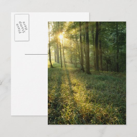 Sunrise through oak and hickory forest, Mammoth Briefkaart (Voorkant / Achterkant)