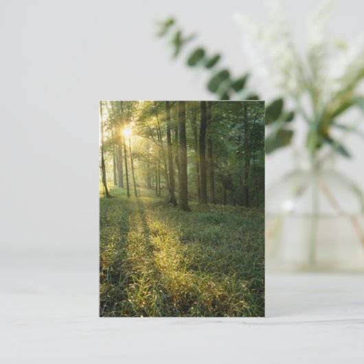 Sunrise through oak and hickory forest, Mammoth Briefkaart (Staand voorkant)