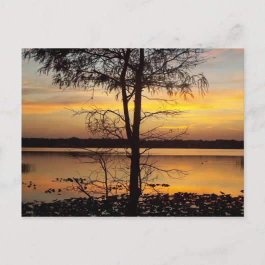 Sunset 138 Florida Post Card Briefkaart (Voorkant)