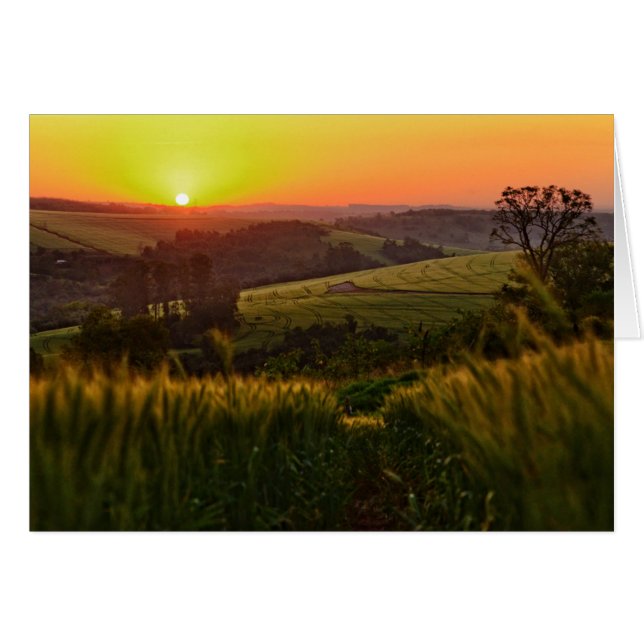 Sunset Agriculture Wheat (Voorkant Horizontaal)