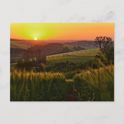 Sunset Agriculture Wheat Briefkaart (Voorkant)