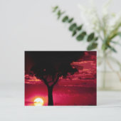 Sunset and Balanites Tree in Masai Mara Game Reser Briefkaart (Staand voorkant)