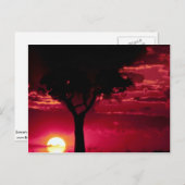 Sunset and Balanites Tree in Masai Mara Game Reser Briefkaart (Voorkant / Achterkant)