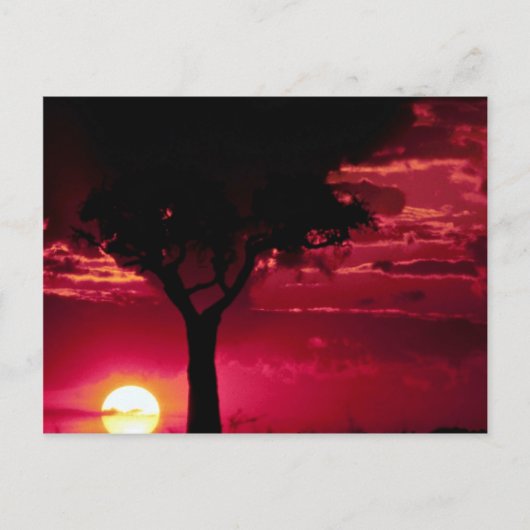 Sunset and Balanites Tree in Masai Mara Game Reser Briefkaart (Voorkant)