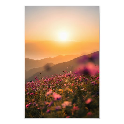 Sunset and cosmos foto afdruk (Voorkant)