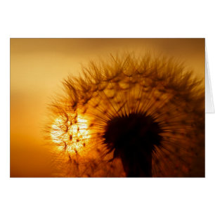 Sunset and Dandelion