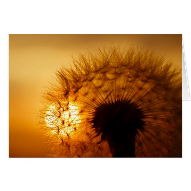 Sunset and Dandelion (Voorkant Horizontaal)
