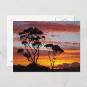 Sunset and Gum Tree, Binthe Bay, Bay of Fires, Briefkaart (Voorkant / Achterkant)