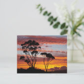 Sunset and Gum Tree, Binthe Bay, Bay of Fires, Briefkaart (Staand voorkant)