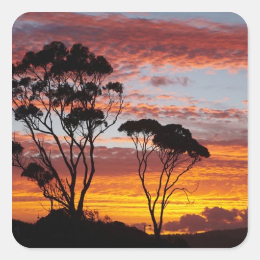 Sunset and Gum Tree, Binthe Bay, Bay of Fires, Vierkante Sticker (Voorkant)
