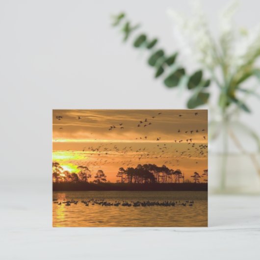 Sunset at Chincoteague Briefkaart (Staand voorkant)