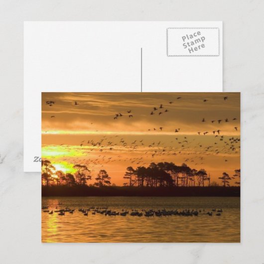 Sunset at Chincoteague Briefkaart (Voorkant / Achterkant)