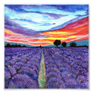 Sunset at Lavender Field Foto Afdruk