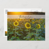 Sunset at Sunflower Field Thinking You Briefkaart (Voorkant / Achterkant)
