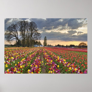 Sunset at Tulip Boerderij in Oregon Poster