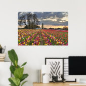Sunset at Tulip Boerderij in Oregon Poster (Thuiskantoor)