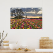Sunset at Tulip Boerderij in Oregon Poster (Keuken)
