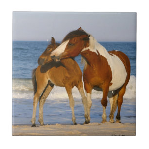 Sunset Beach Horse Tegeltje