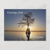 Sunset Behind a Tree Briefkaart (Voorkant)