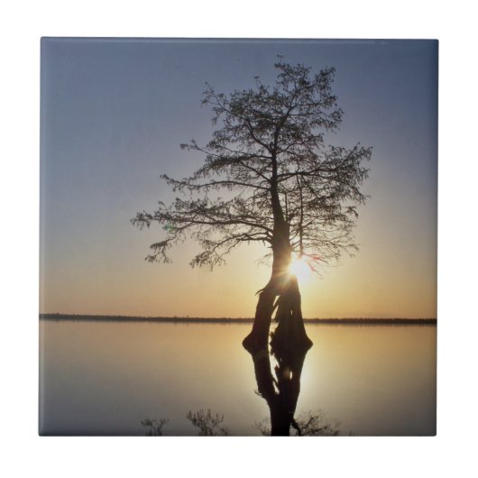 Sunset Behind a Tree Tegeltje (Voorkant)