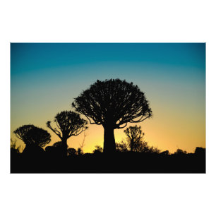 Sunset Behind Quiver Tree Forest Photo Print Foto Afdruk