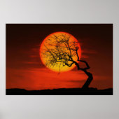 Sunset-boom Poster (Voorkant)