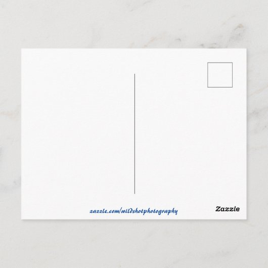 Sunset Cactus Desert Dusk Briefkaart (Achterkant)