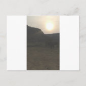 Sunset Cattle Briefkaart (Voorkant)