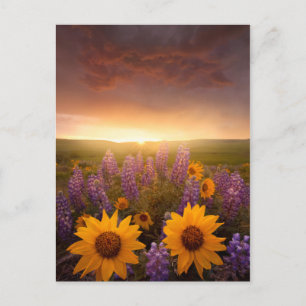 Sunset Daisies Briefkaart